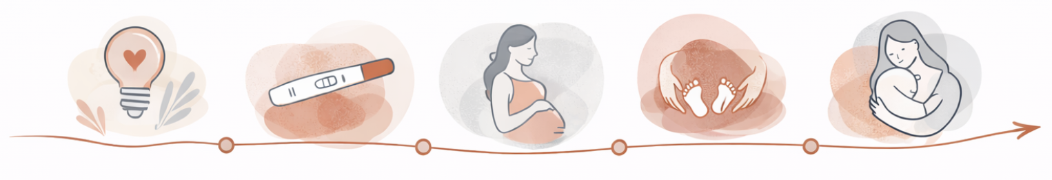 Línea temporal del camino perinatal